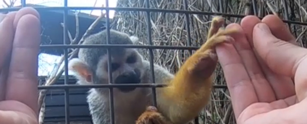 Featured image for Monkey's Reactions to Magic Tricks Depend on Opposable Thumbs