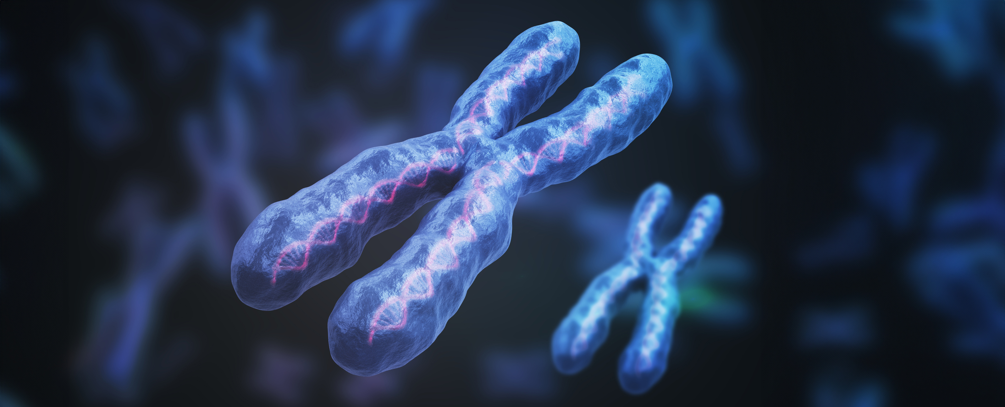 Featured image for "The X Chromosome's Role in Female-Based Autoimmunity Unveiled"