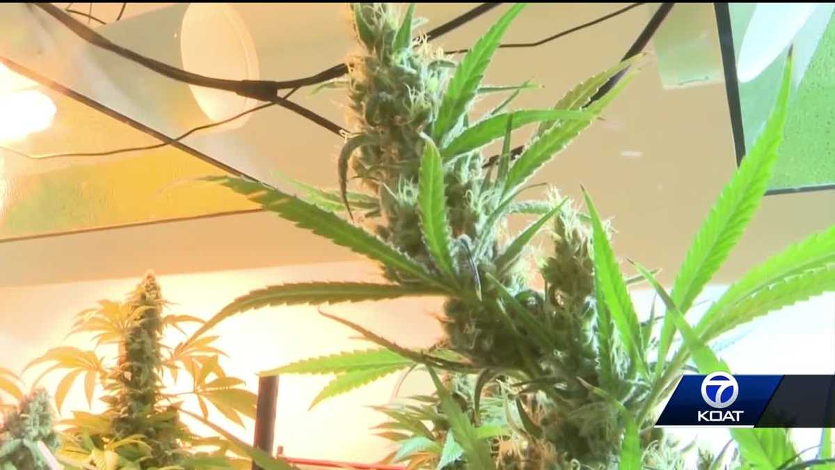 Featured image for "Potential Re-Categorization of Marijuana Restrictions by Health Officials"