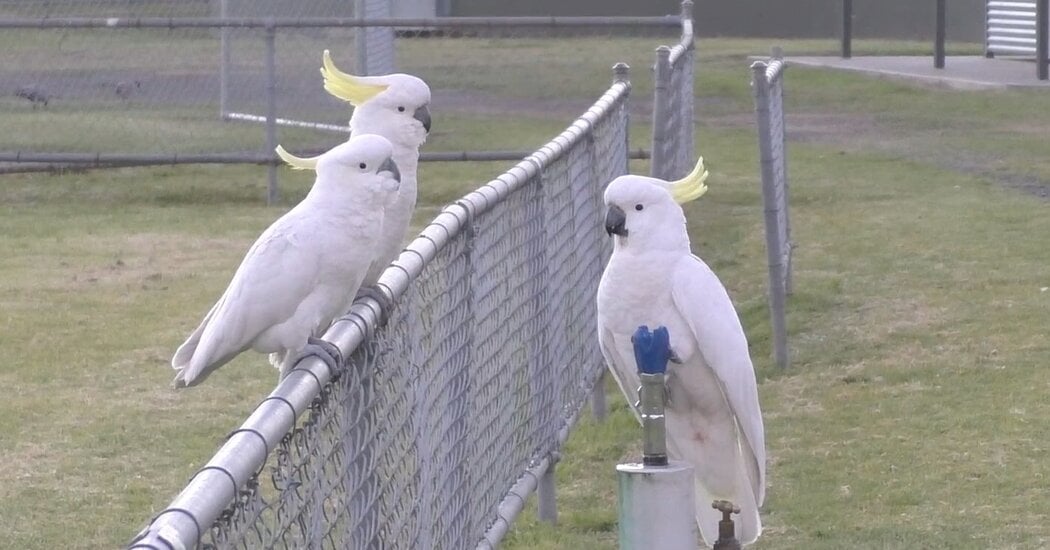 Featured image for Clever Cockatoos Master Water Fountains and Drinking Traditions