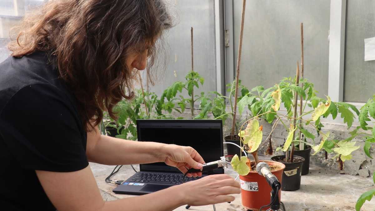 Featured image for The Secret Sounds of Stressed Plants Unveiled