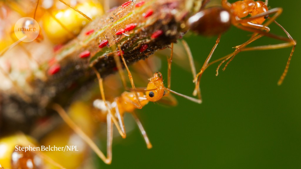 Featured image for Uncovering the Bizarre Genetics of Crazy Ants.