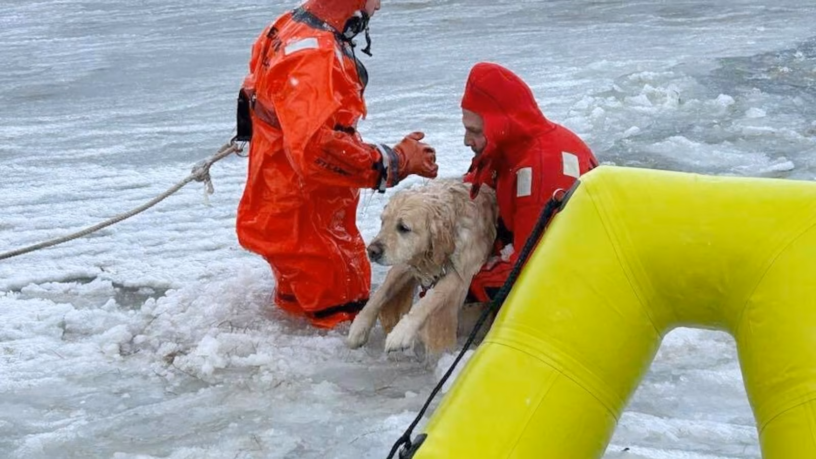 Featured image for Firefighters Rescue Dog from Icy Pond in New England