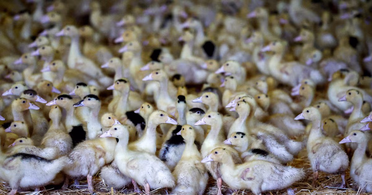 "Animal Health Experts Advocate Bird Flu Vaccination to Prevent Pandemic"