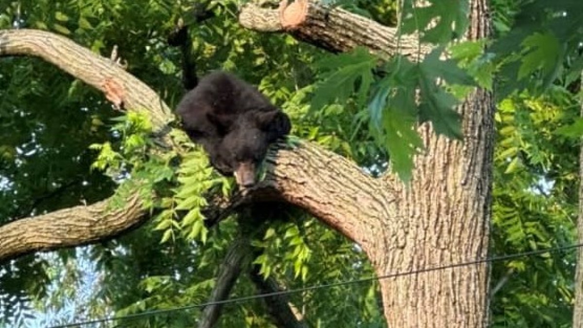Black bears spotted and captured in urban areas.