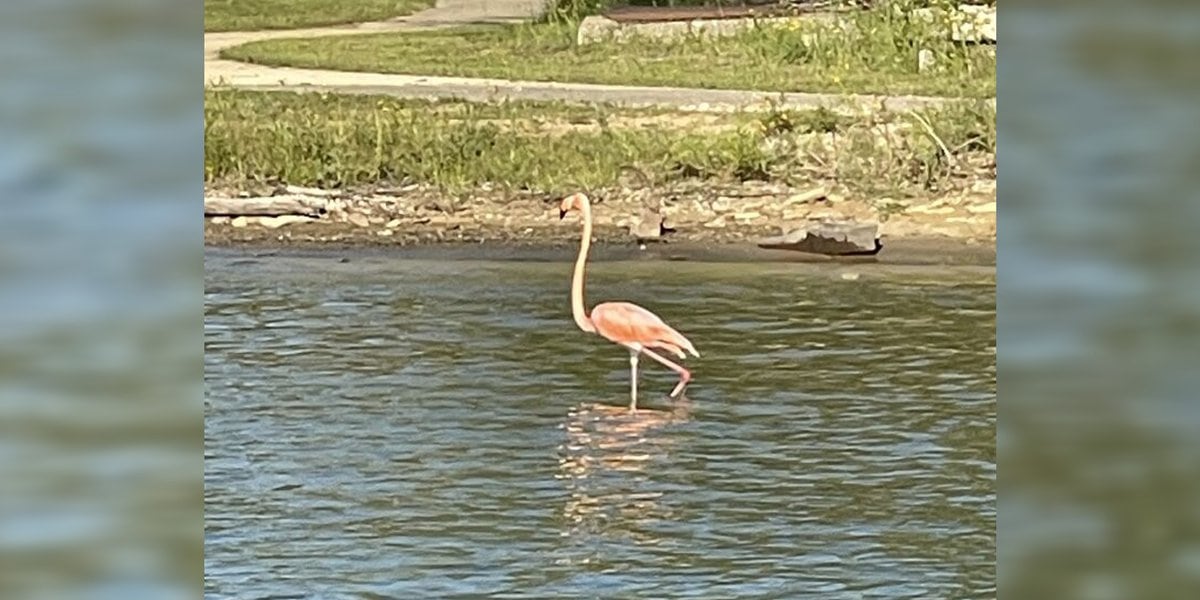 Featured image for Unusual Flamingo Sightings Across the United States