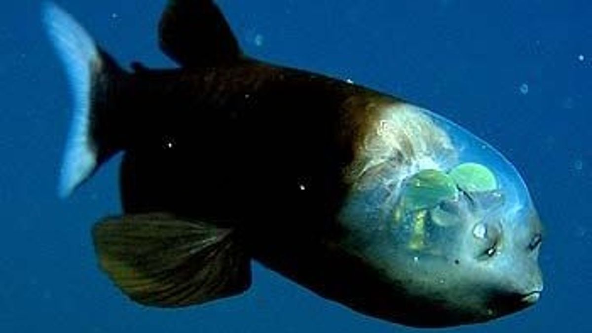 Featured image for "Barreleye Fish: The Bizarre Deep-Sea Creature with Transparent Head and Rotating Eyes"