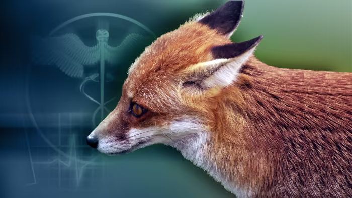 Rabid Fox Bites Person in New Braunfels, 23rd Case in Comal County