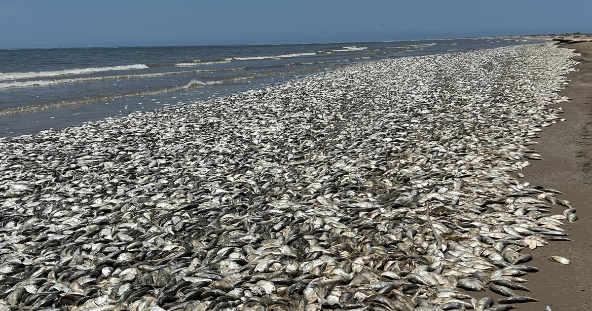 Featured image for Massive Fish Die-Off Hits Texas Gulf Coast Beaches
