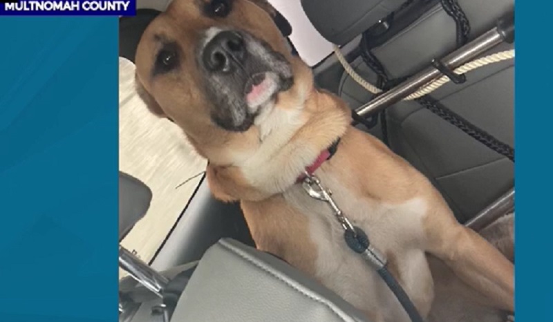 Featured image for Portland authorities impound dangerous dog responsible for multiple attacks.