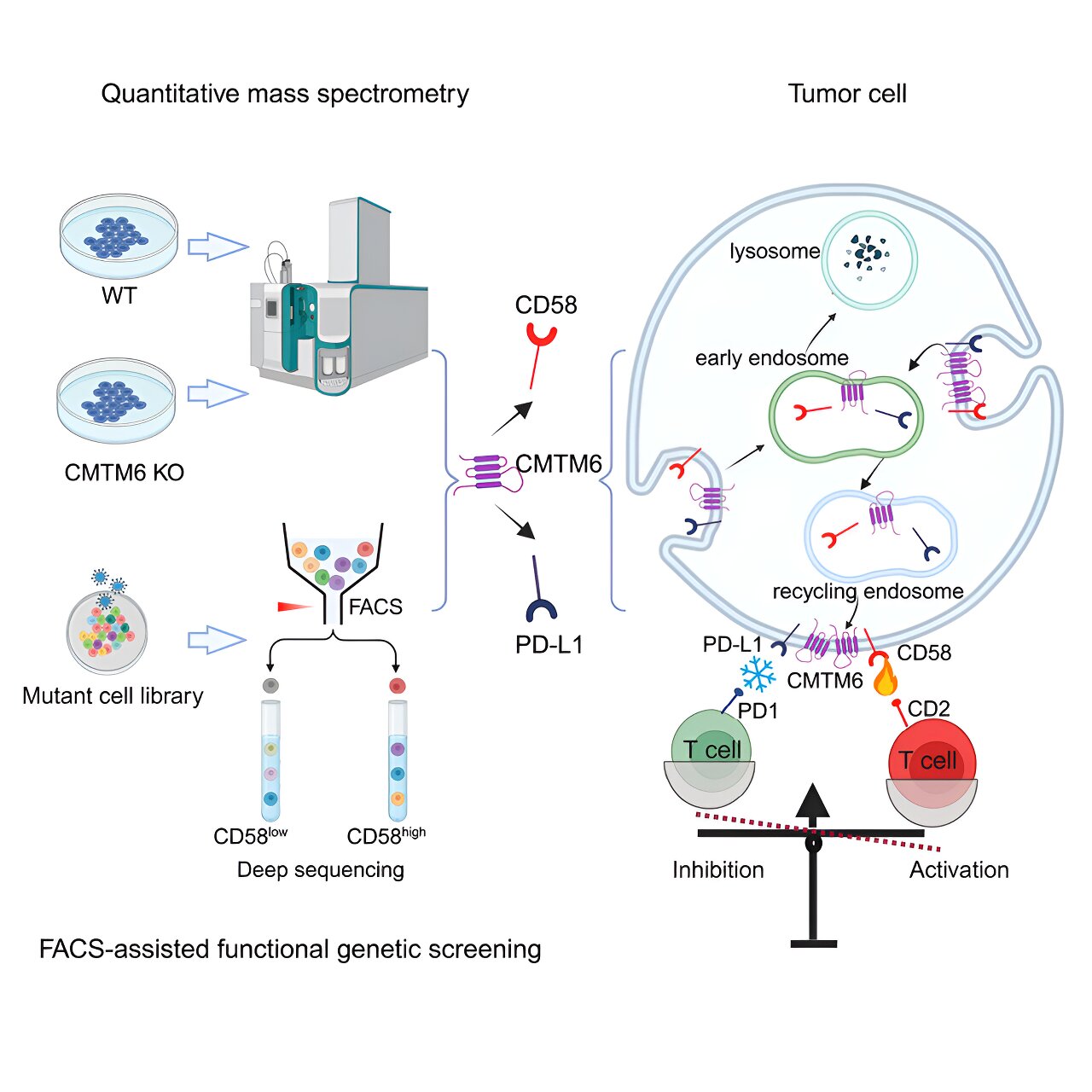 Featured image for "Groundbreaking Discovery: Protein on Cancer Cells Boosts Immune Response to Tumors"