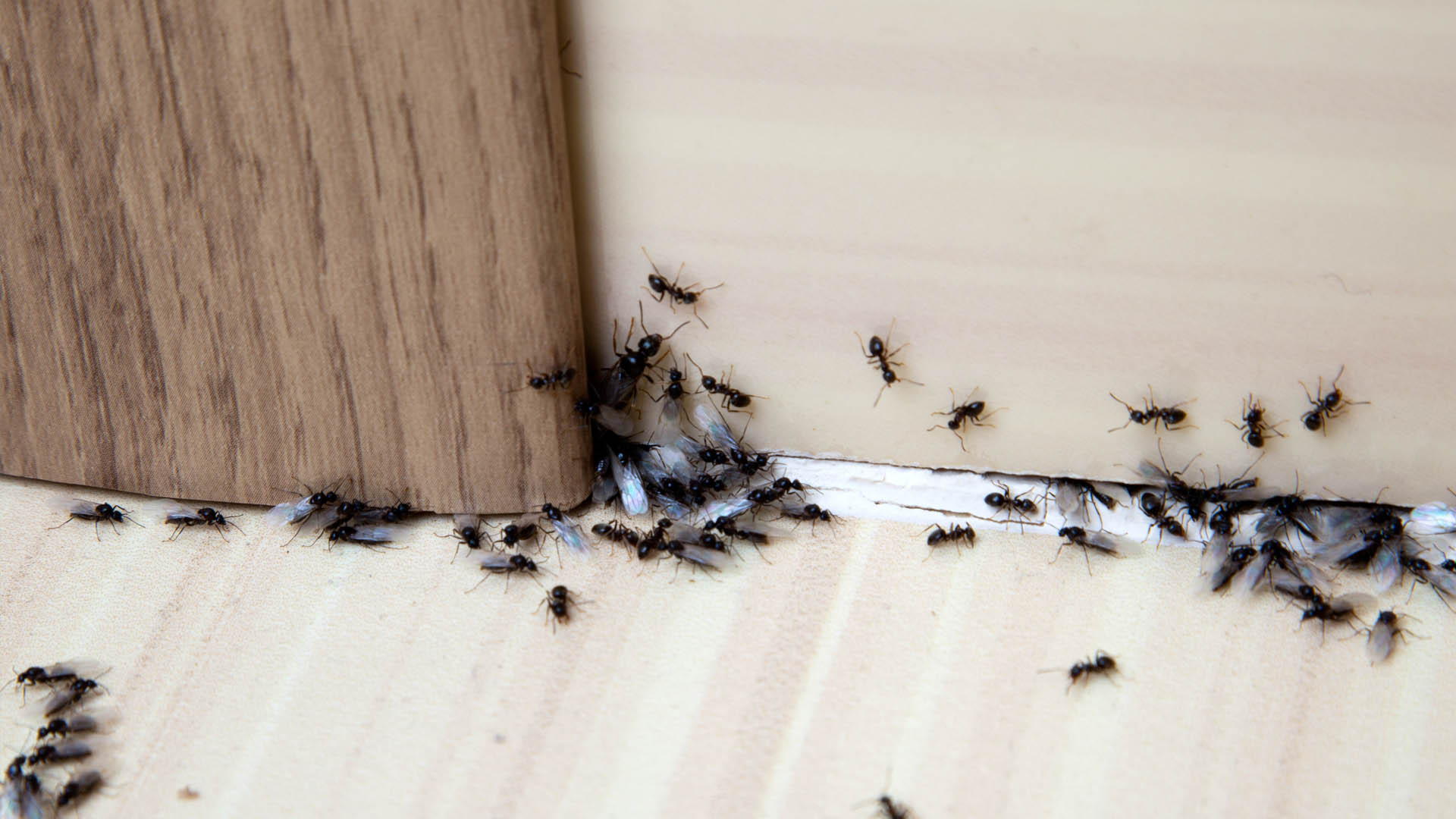 Featured image for "Effective and Affordable Ant Removal Hack for Your Kitchen"