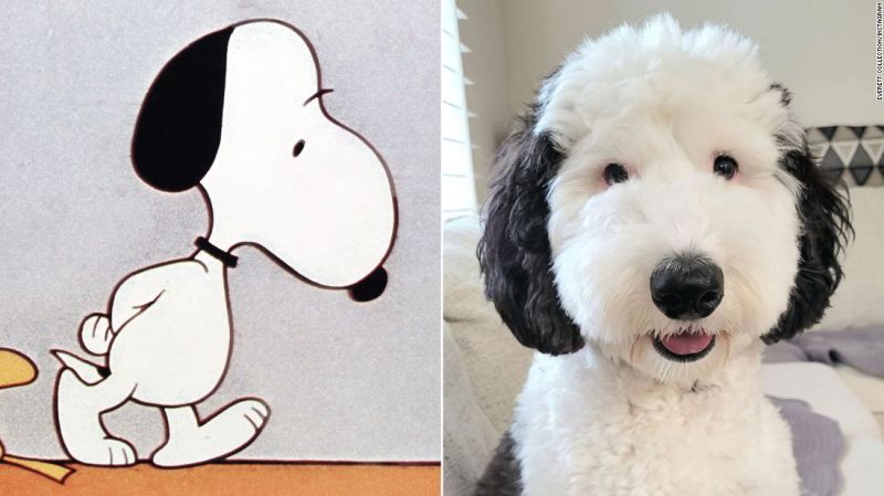 Bayley: The Real-Life Snoopy Lookalike