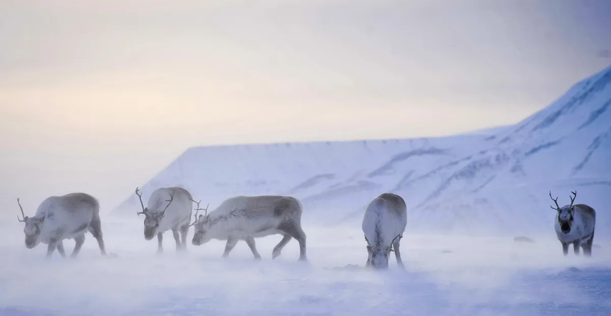 Featured image for Climate Change Threatens to Decimate Arctic Reindeer Populations