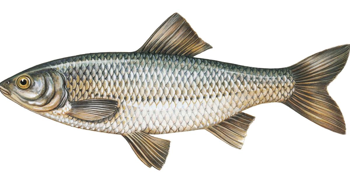 Featured image for "TV Cooking Segment Sparks Outrage as Chef Fries Near-Extinct Fish Species"