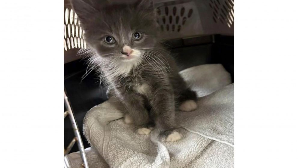 "Purrfect Crime: Stolen Car in Connecticut Reveals Surprise Kitten Passenger"