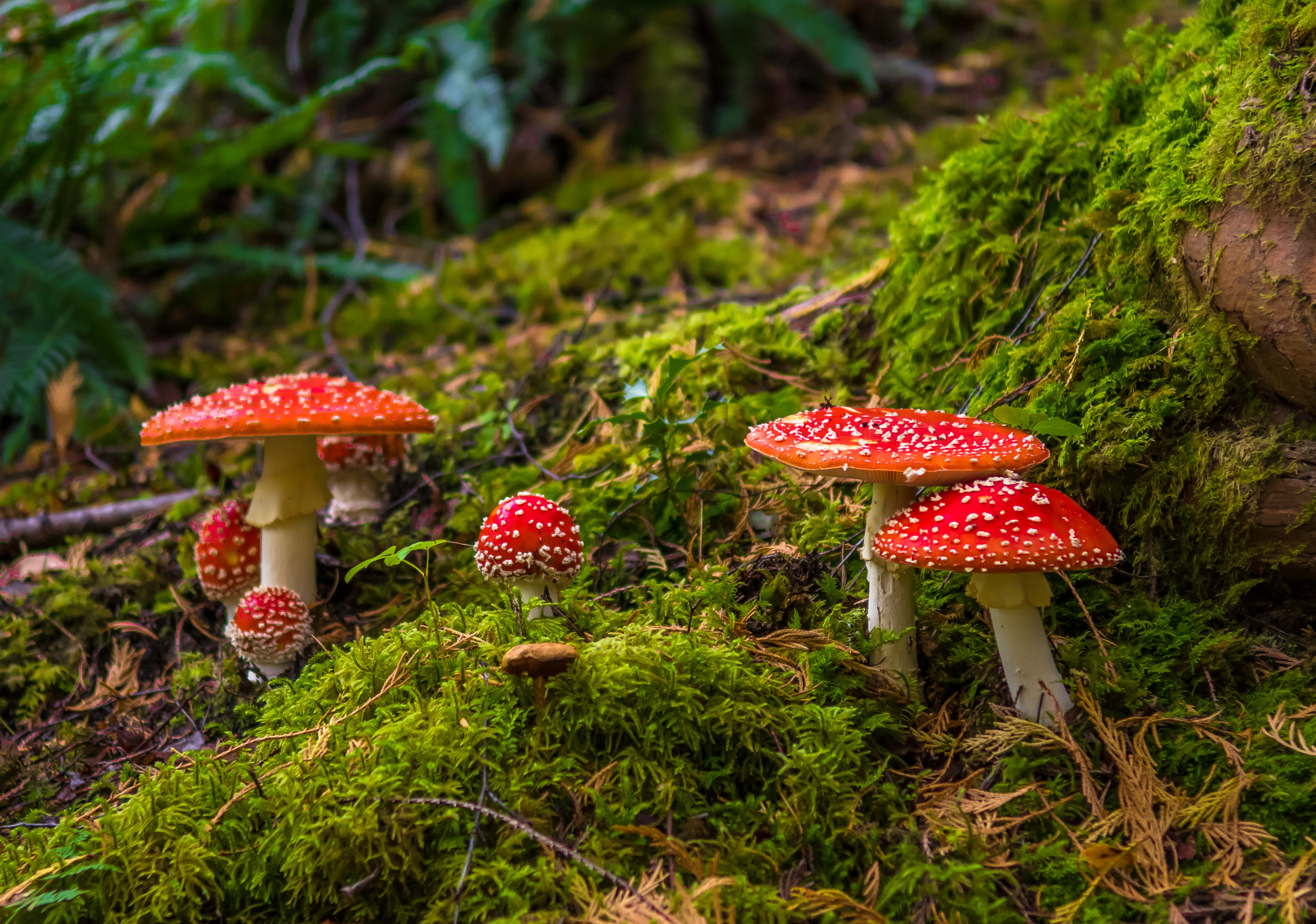 Featured image for "Fungi's Anti-Cancer Abilities and Centuries-Long Survival Secrets Unveiled"