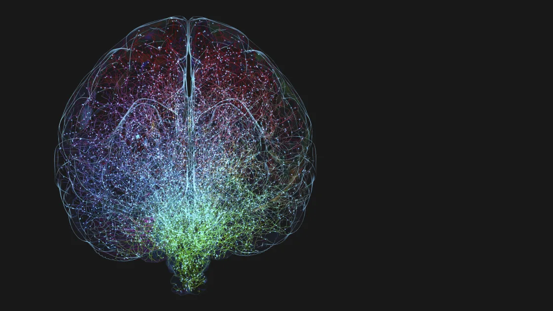 Gut-Origin T Cells Reside in Healthy Brain, Influencing Behavior