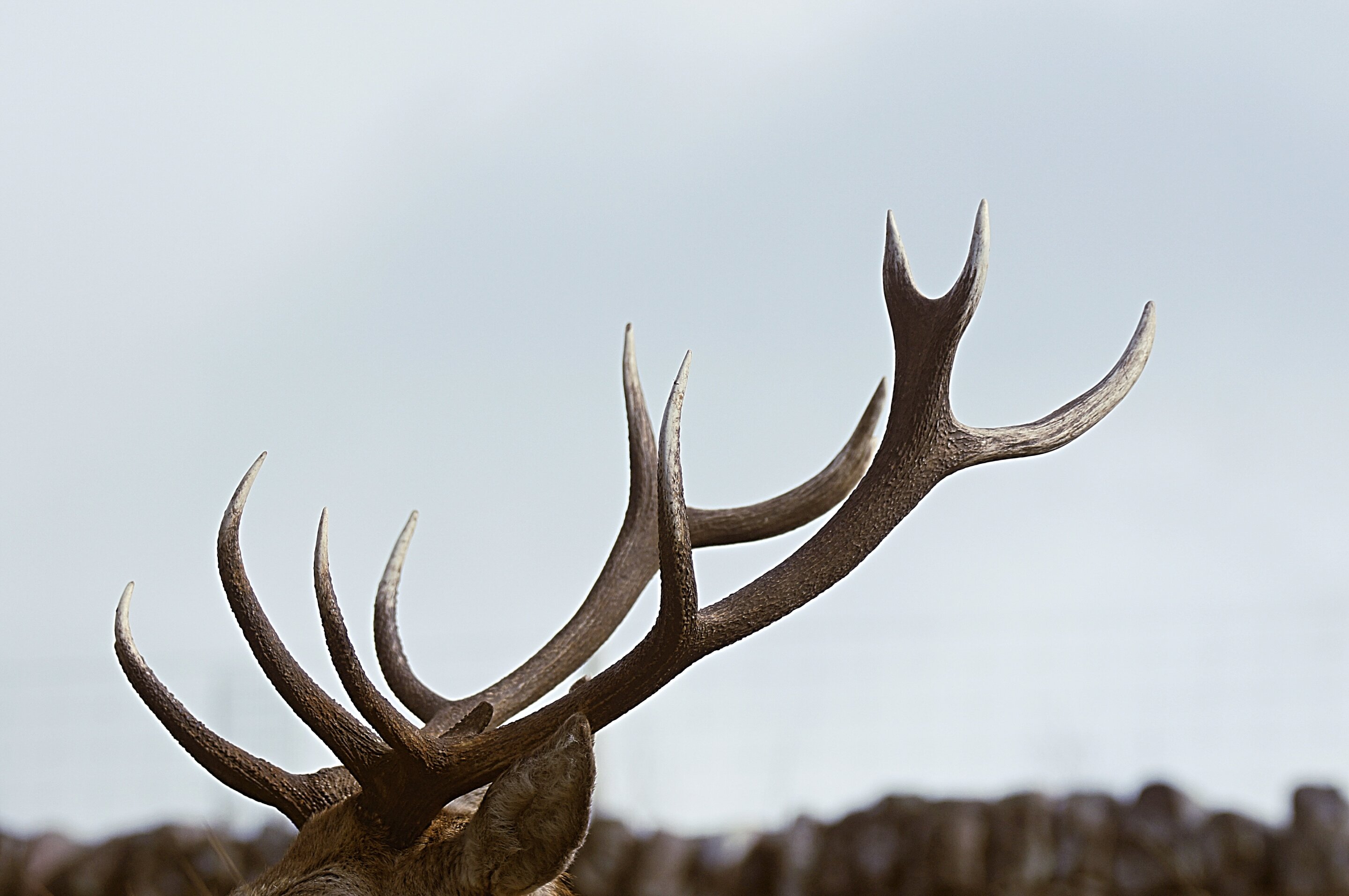 Deer Antler Stem Cells Used to Grow Mini Antlers on Mice