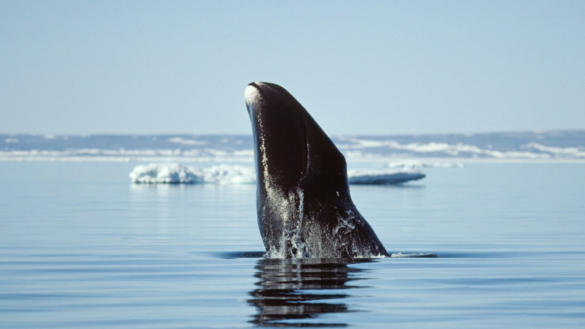 Featured image for Bowhead whales' DNA repair mechanisms may unlock secrets to longevity