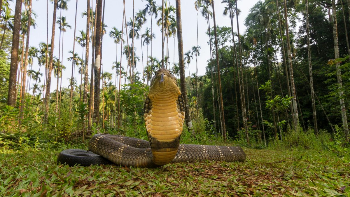 Featured image for "Breakthrough: Universal Antivenom on the Horizon for Cobra, Krait, and Black Mamba Snake Bites"