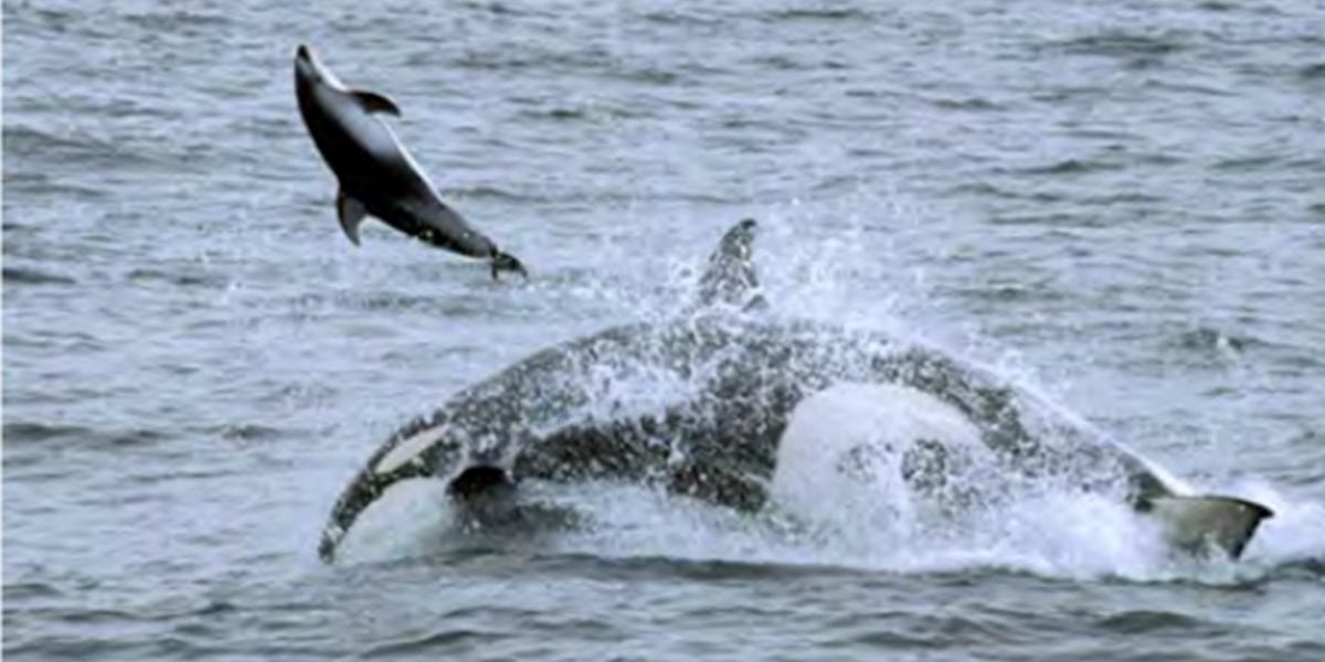 Featured image for "Orca Whales' Ingenious Ambush Tactics and Unusual Prey Choices Revealed"