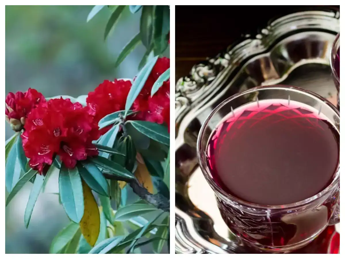 Featured image for Unveiling the Wonders of Buransh: Benefits and Uses