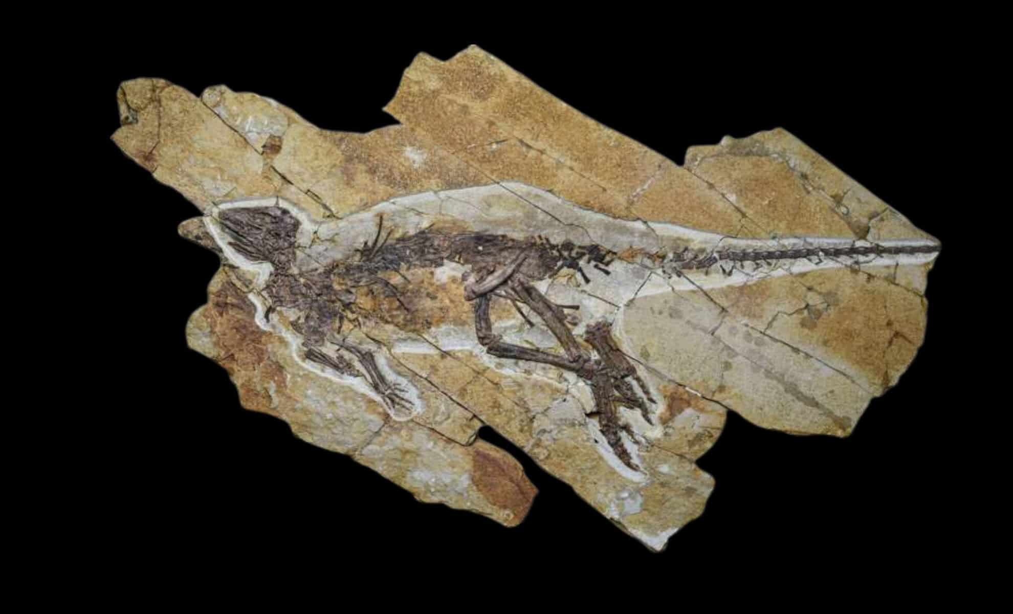 Featured image for New Dinosaur Discovery in China Reveals Bird-Like Chirping