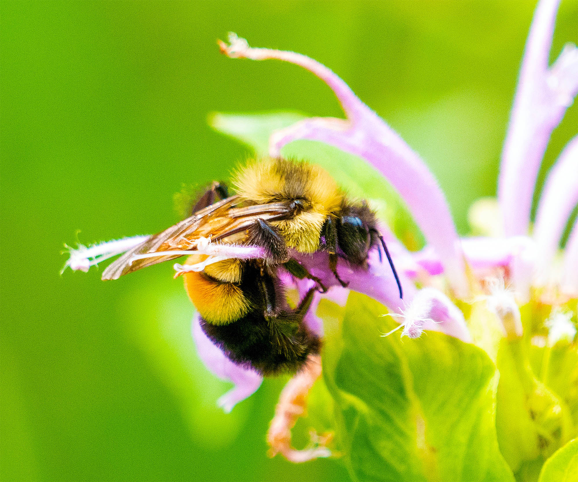 Featured image for "Genome Completion Could Save Endangered Rusty Patched Bumblebee"
