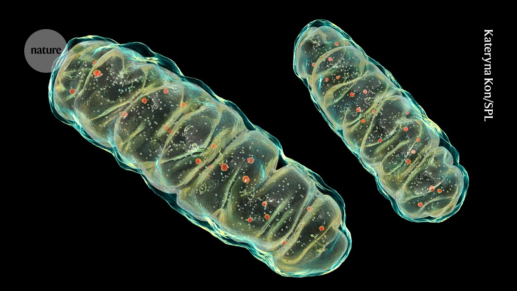Featured image for Mitochondria Release Damaged DNA, Triggering Aging Inflammation