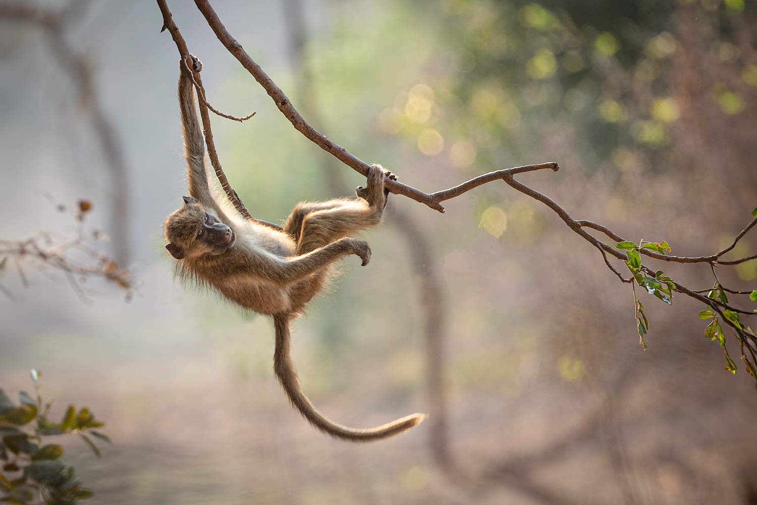 Featured image for "The Genetic Mystery of Human Tail Loss Unraveled"