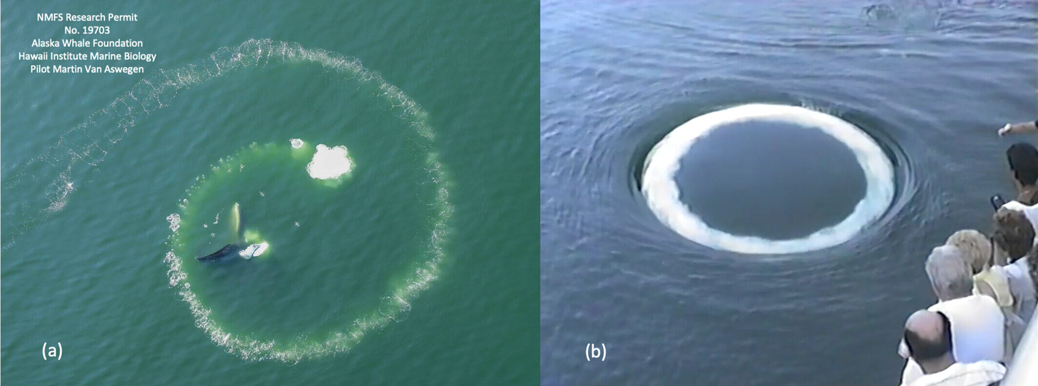 Featured image for Humpback Whales Playfully Blow Bubble Rings Near Humans