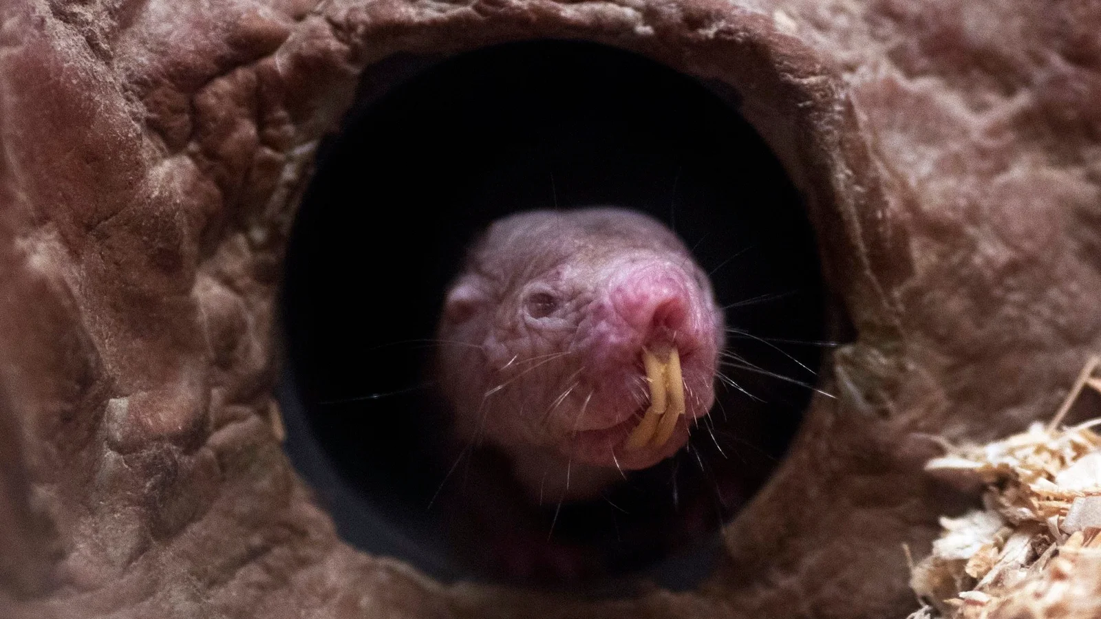 Naked Mole Rats Assigned as Toilet Cleaners, Study Finds