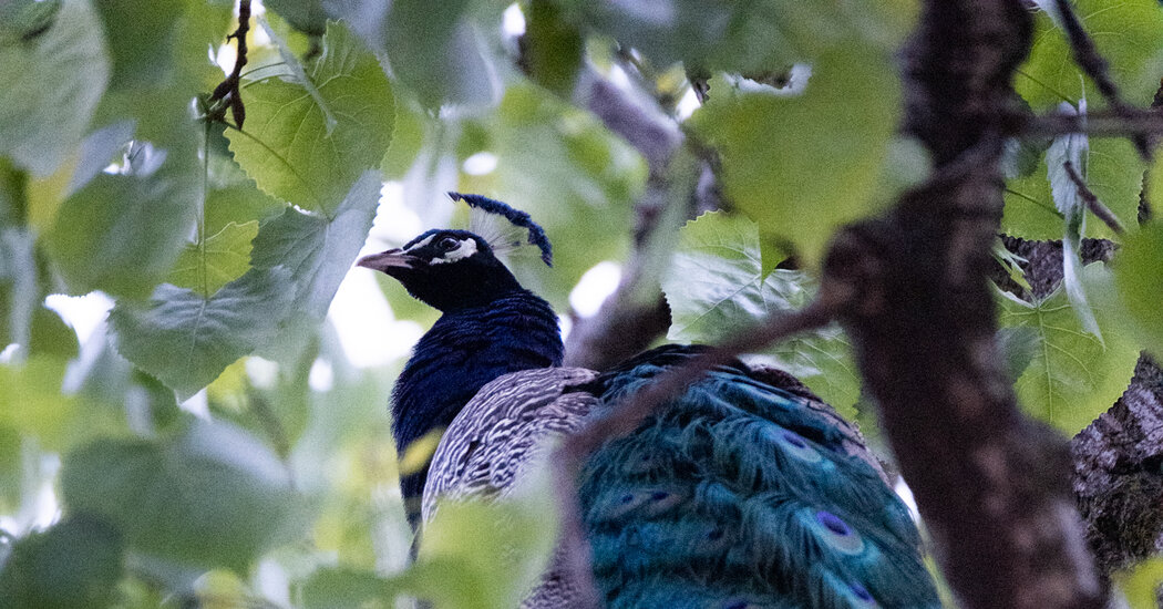 Bronx Zoo's Escaped Peacock Raul Returns After Biting Man and Spending Night in Tree