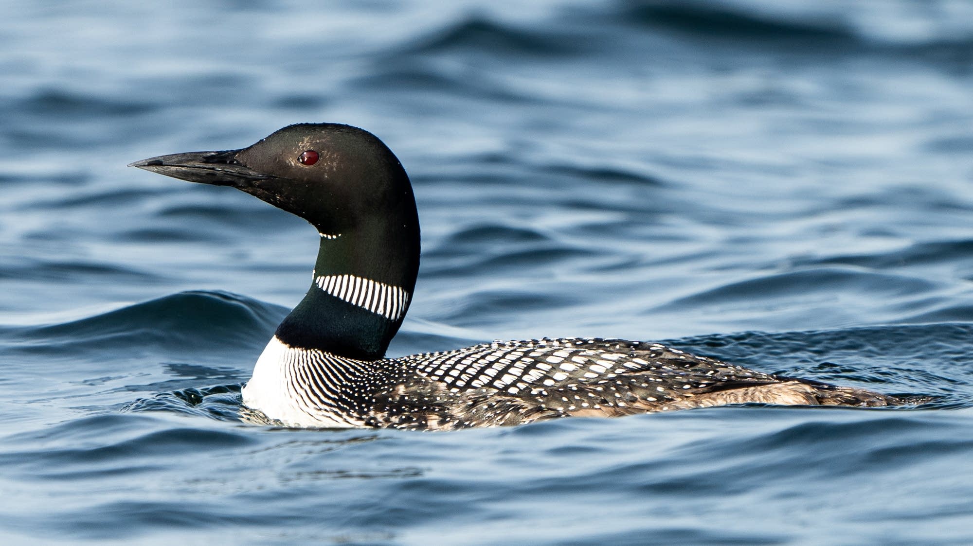 "Loons plummet from sky in Wisconsin due to cold snap"