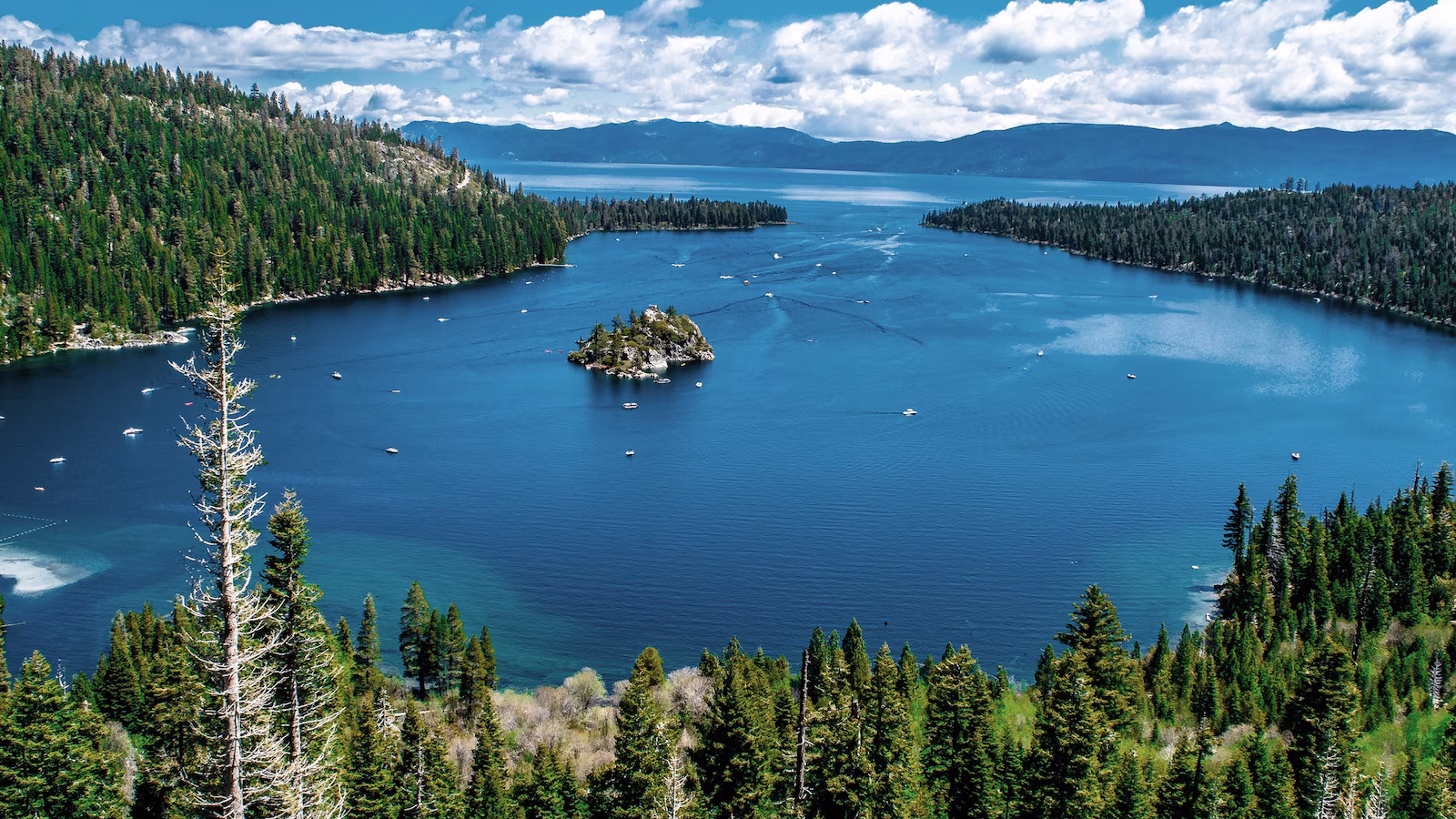 Featured image for California Resident Contracts Plague, Likely from Lake Tahoe Flea Bite