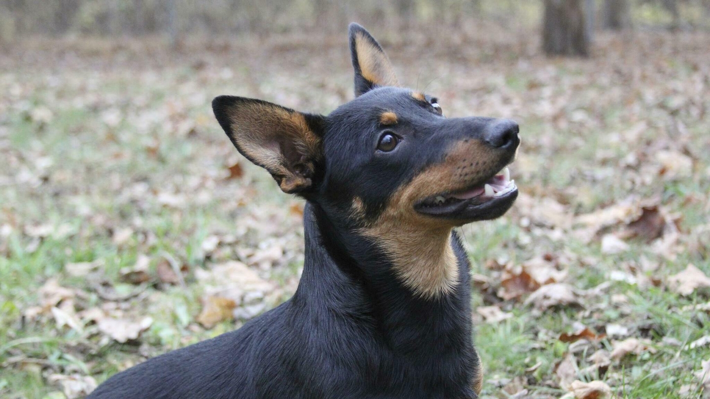 "American Kennel Club Welcomes the Lancashire Heeler as Its Latest Breed"