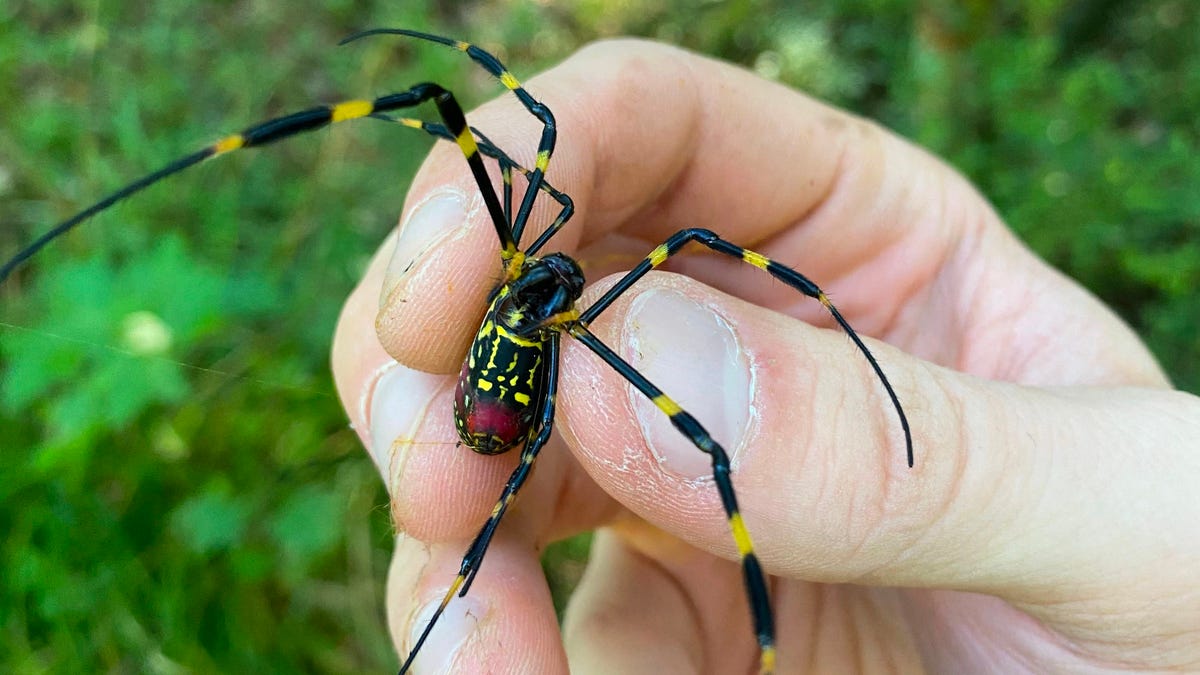 Featured image for Venomous Flying Joro Spiders Set to Invade Northeast U.S.