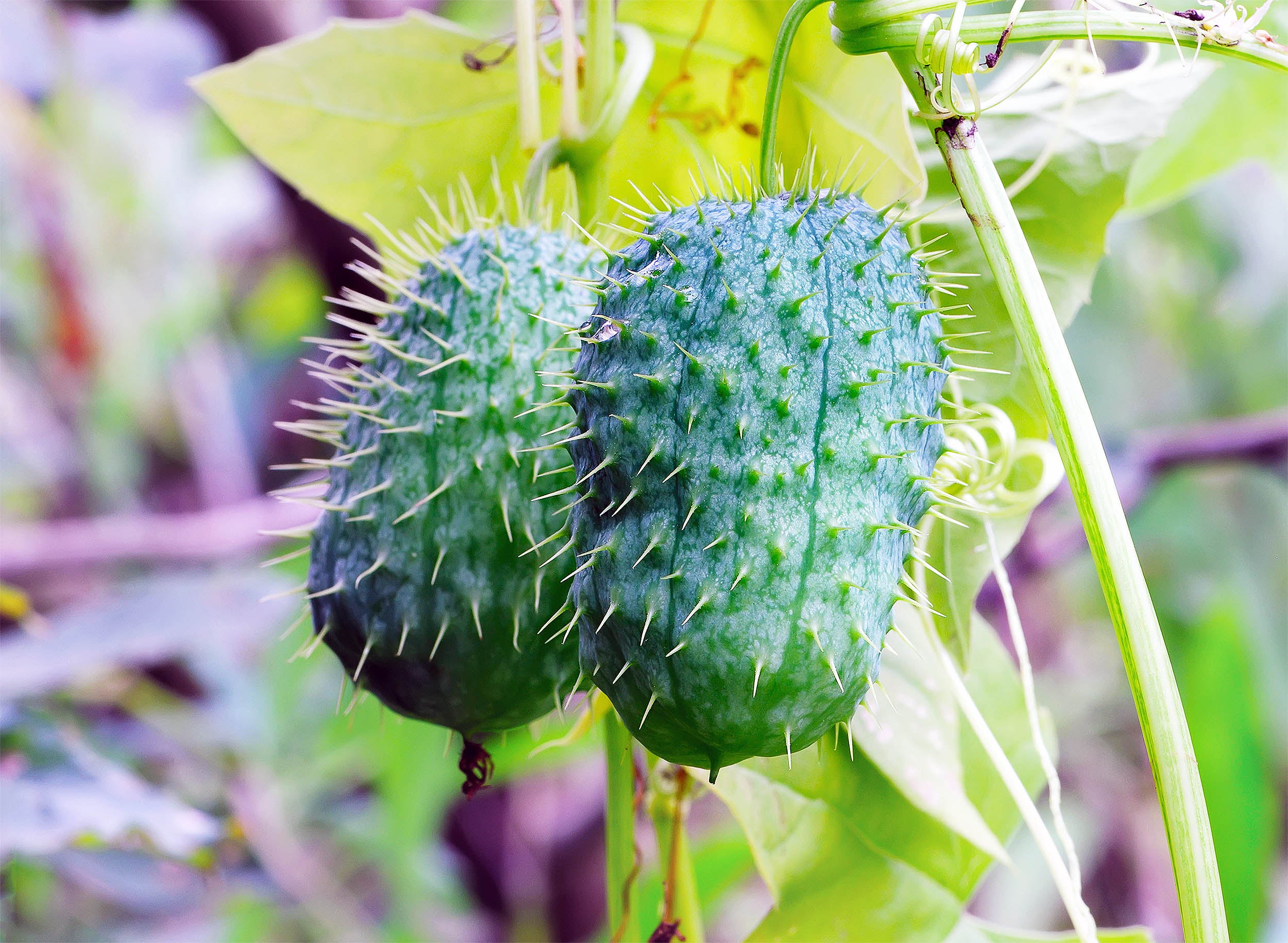 Featured image for Explosive Squirting Cucumber Launches Seeds at 30mph