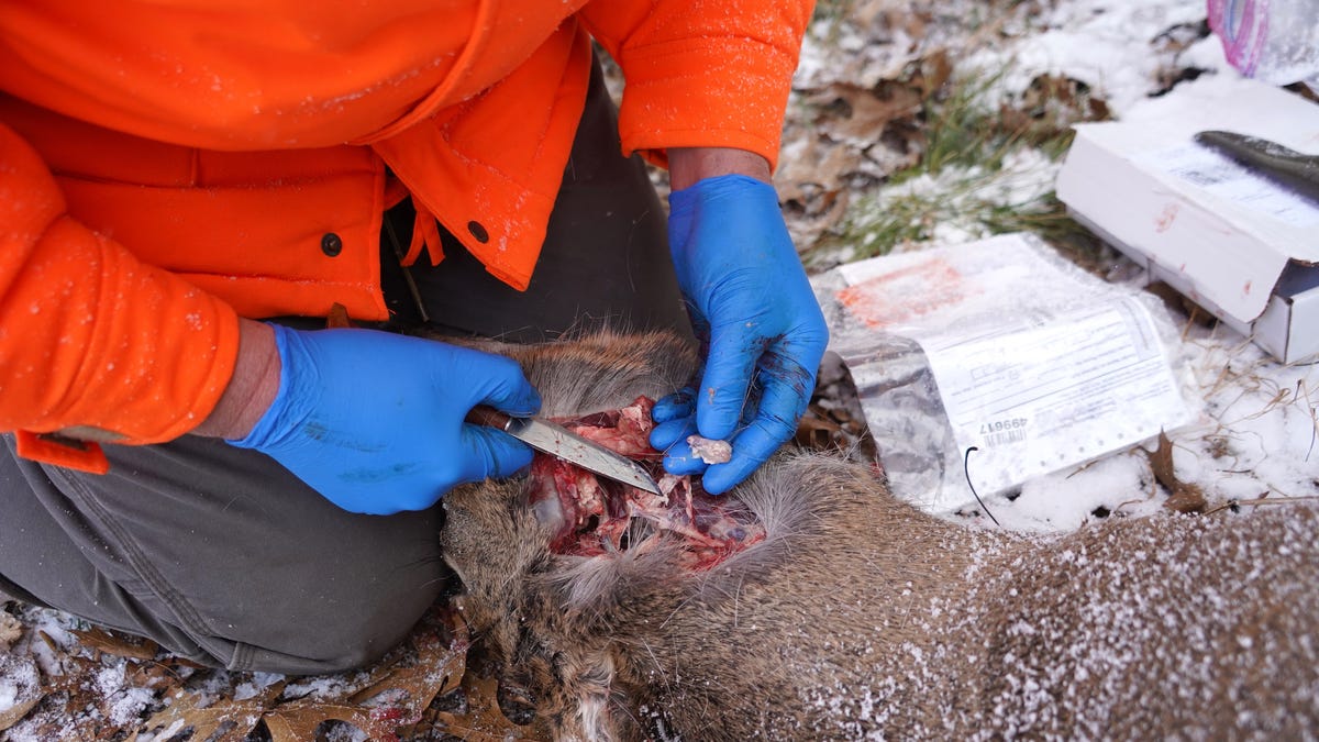 Featured image for "Ozaukee County Implements New Deer Baiting and Feeding Ban Due to CWD Detection"