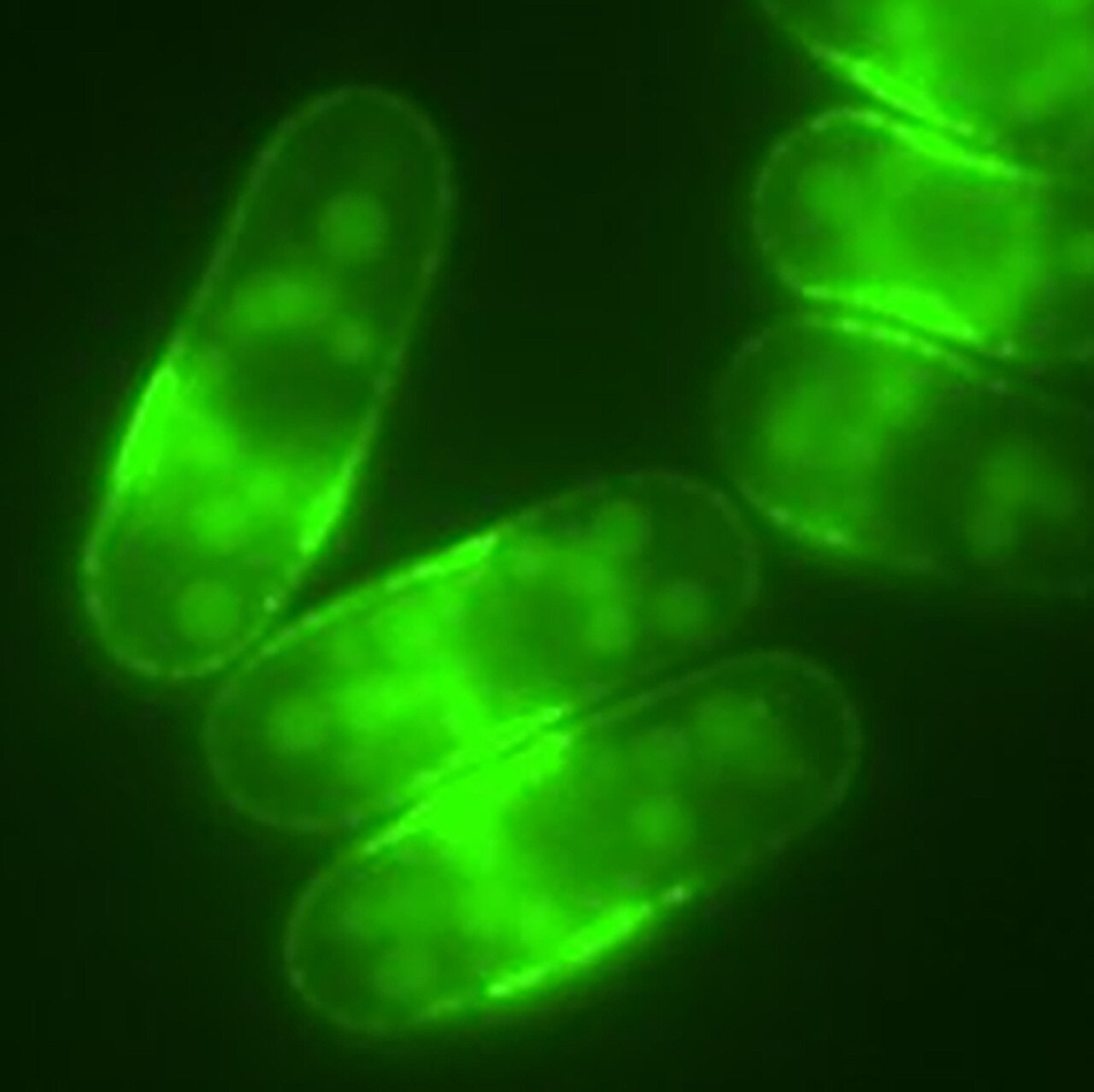 Featured image for Caffeine's Potential Role in Slowing Cellular Aging