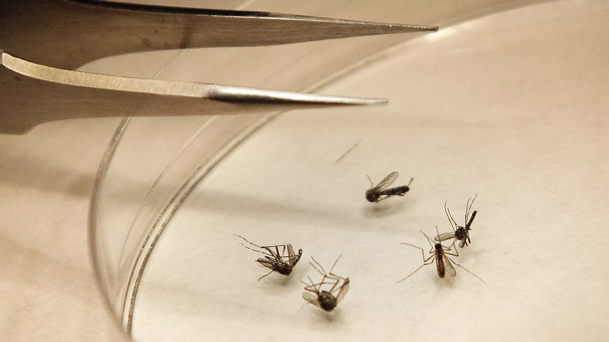 West Nile Virus Outbreak in Italy: Death Toll Rises to Seven